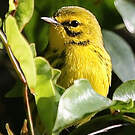Paruline des prés