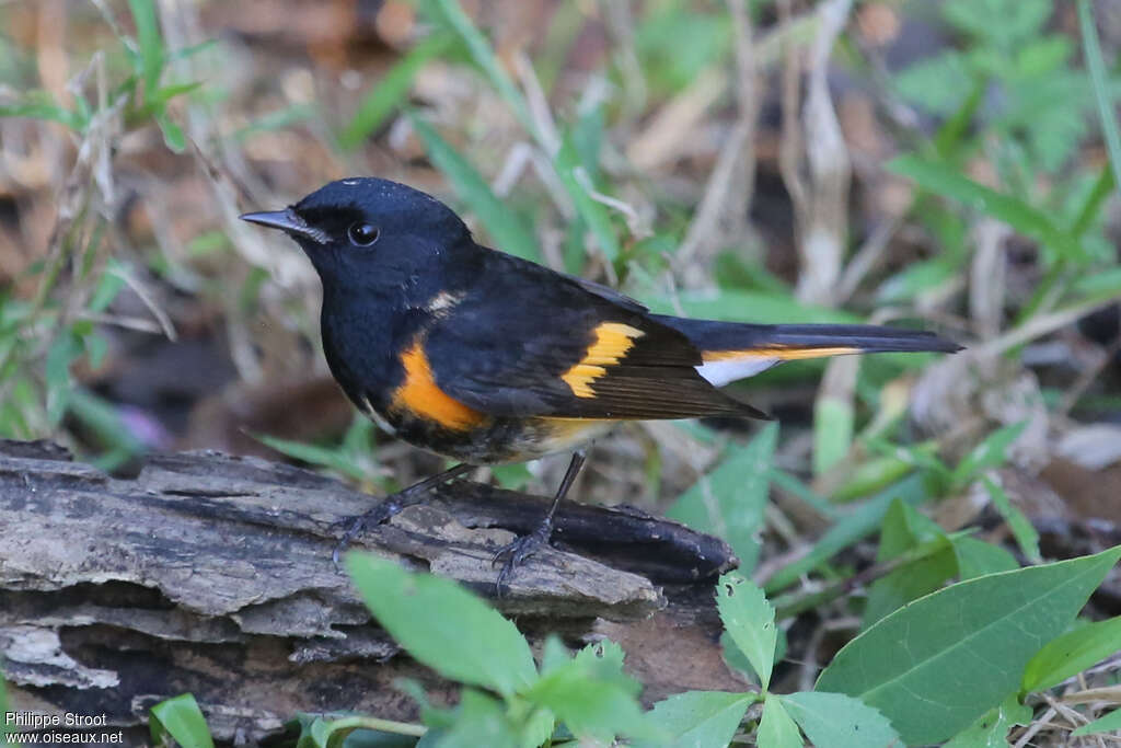 American Redstart male adult breeding, identification