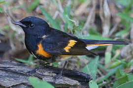 American Redstart