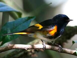 Paruline flamboyante