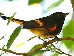 American Redstart