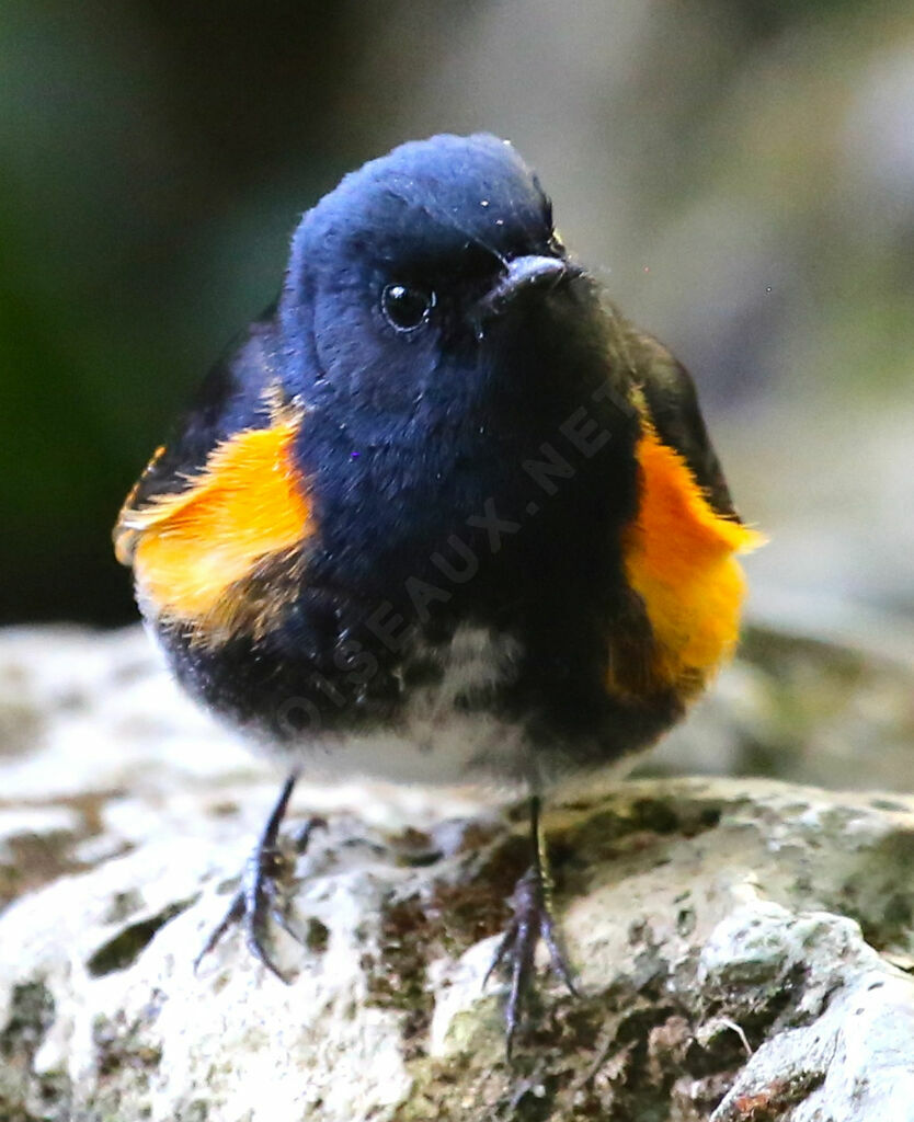 Paruline flamboyante
