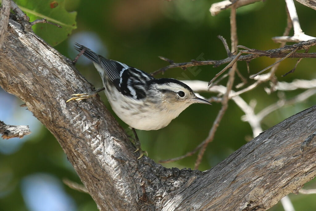 Black-and-white Warbler