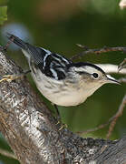 Black-and-white Warbler