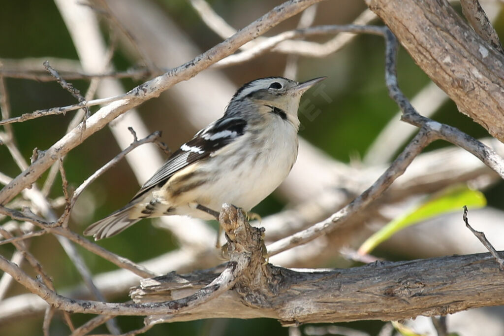 Paruline noir et blanc