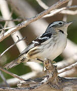 Black-and-white Warbler