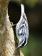 Black-and-white Warbler