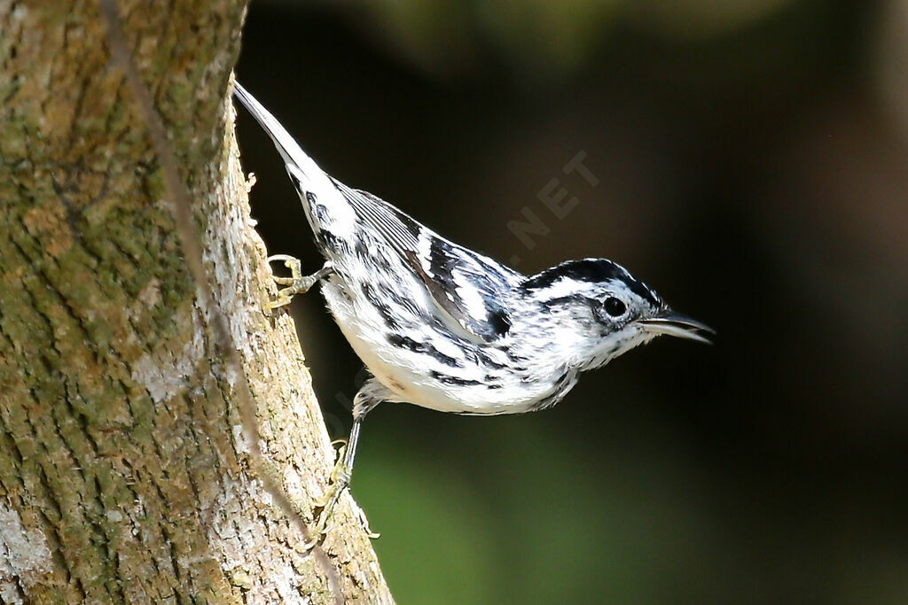 Black-and-white Warbler