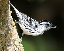 Black-and-white Warbler