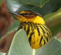 Cape May Warbler