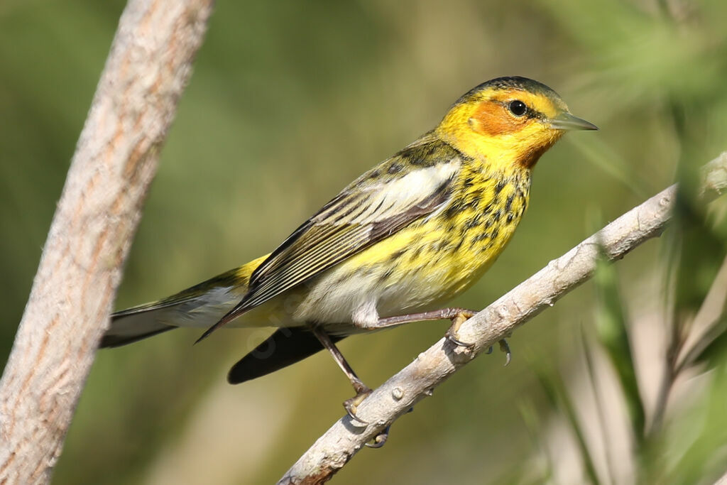 Paruline tigrée