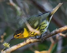 Cape May Warbler