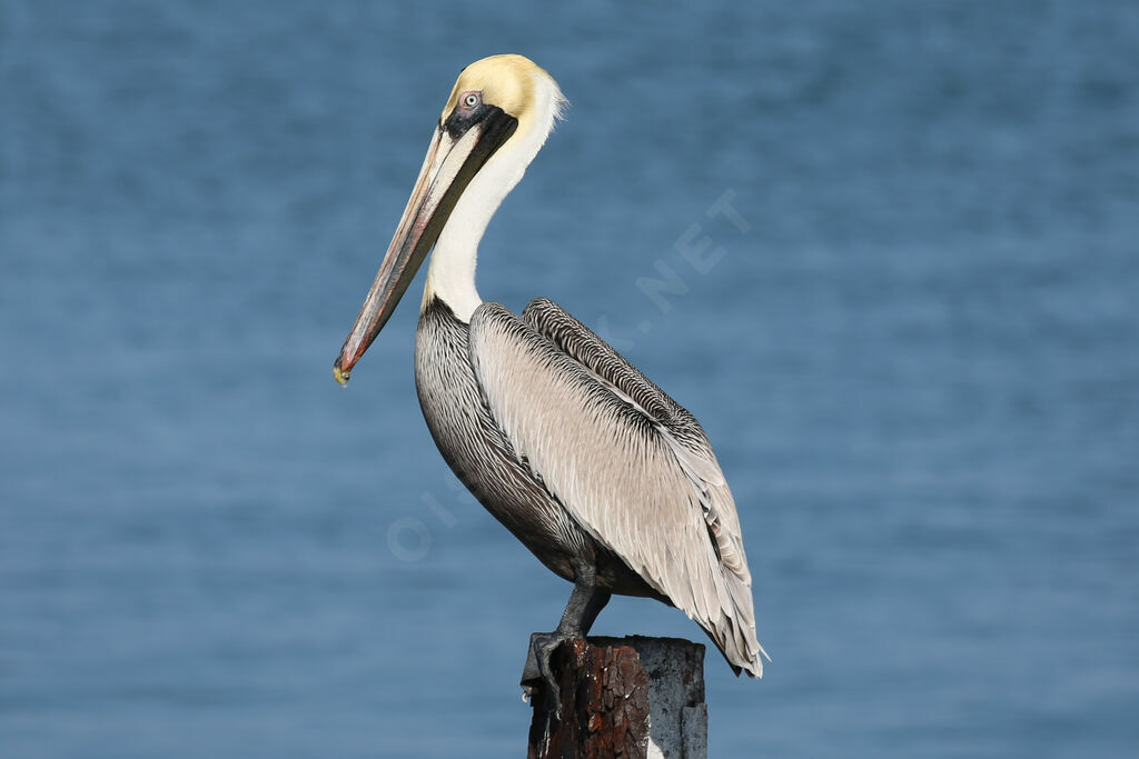 Brown Pelican