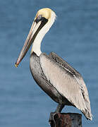 Brown Pelican