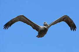 Brown Pelican