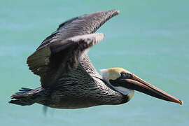 Brown Pelican