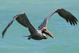 Brown Pelican