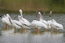 Pélican d'Amérique