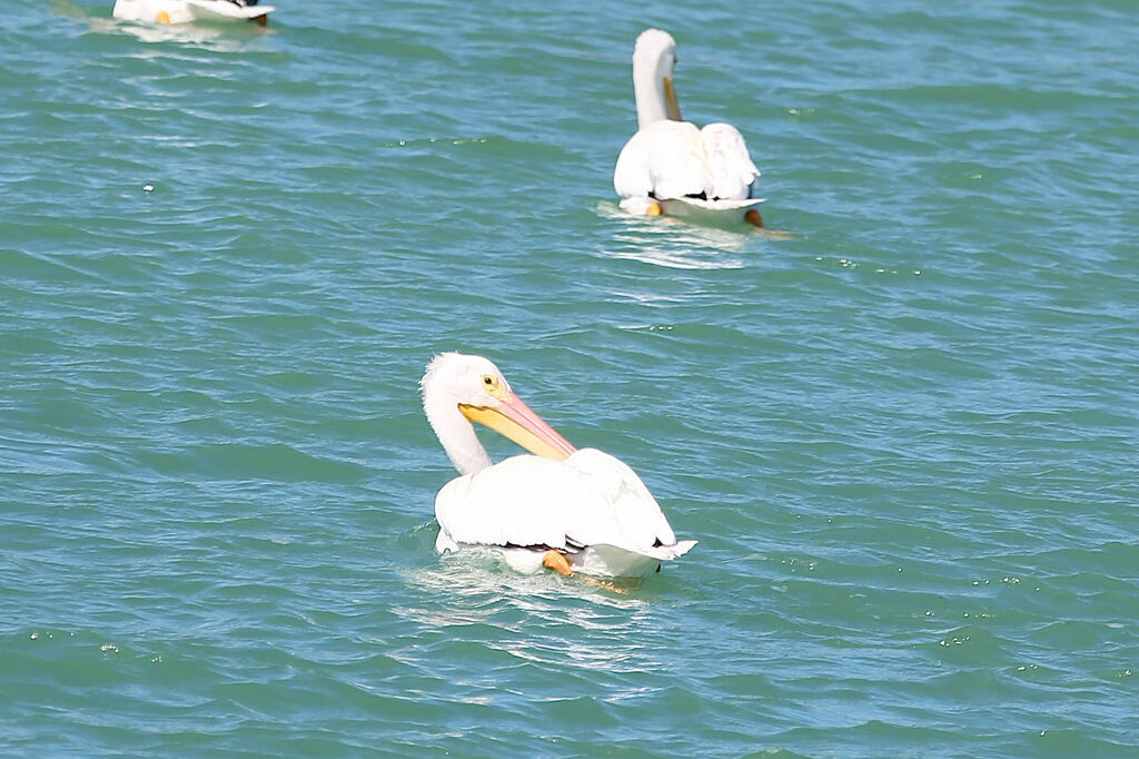 Pélican d'Amérique