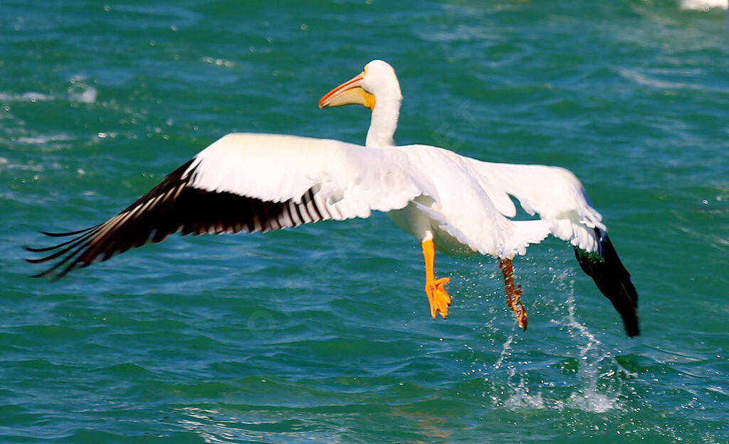 Pélican d'Amérique