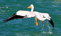 Pélican d'Amérique