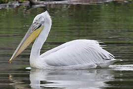 Dalmatian Pelican