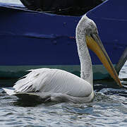 Dalmatian Pelican