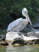 Dalmatian Pelican