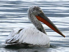 Dalmatian Pelican