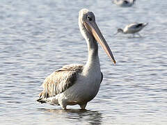 Pink-backed Pelican