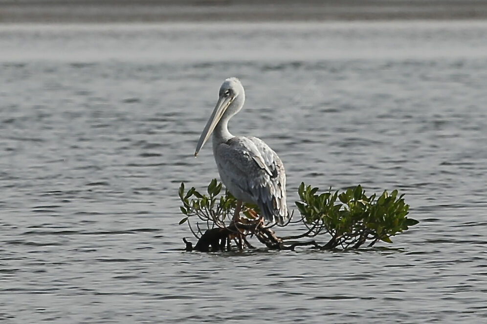 Pélican gris