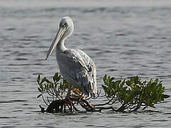 Pink-backed Pelican