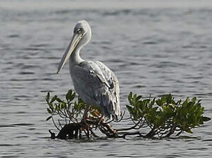 Pélican gris