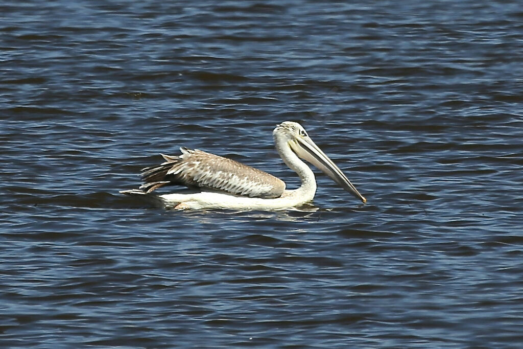 Pink-backed Pelican