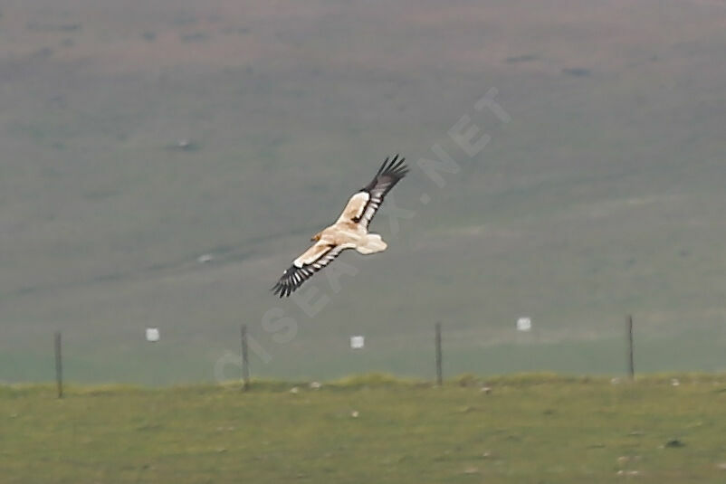 Egyptian Vulture