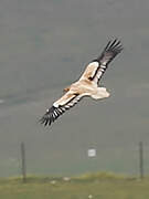 Egyptian Vulture