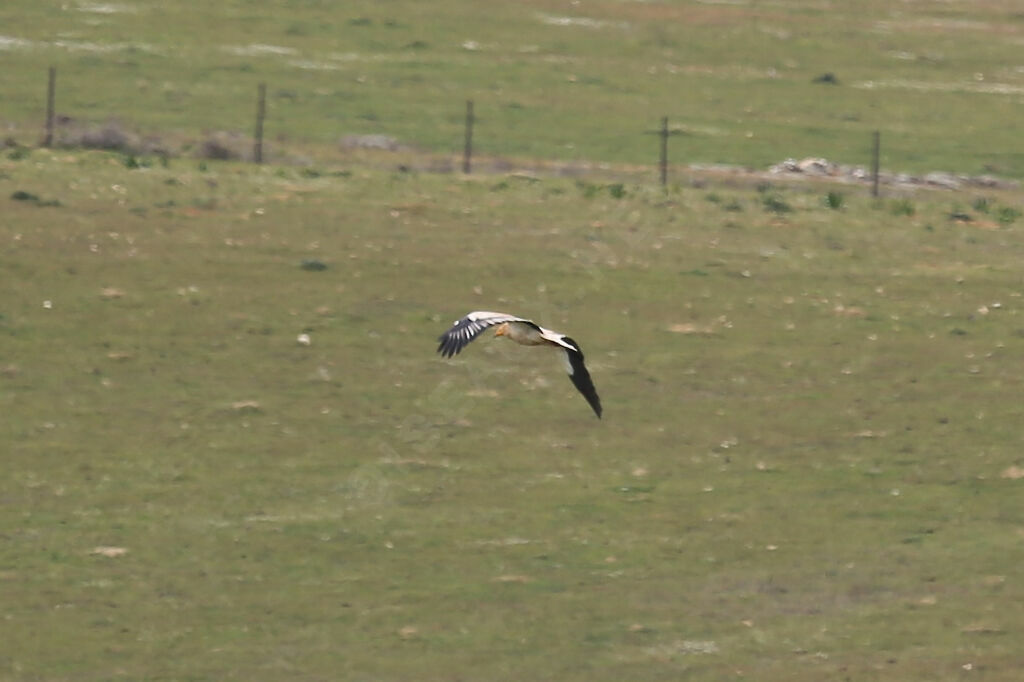 Egyptian Vulture