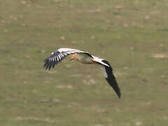 Egyptian Vulture