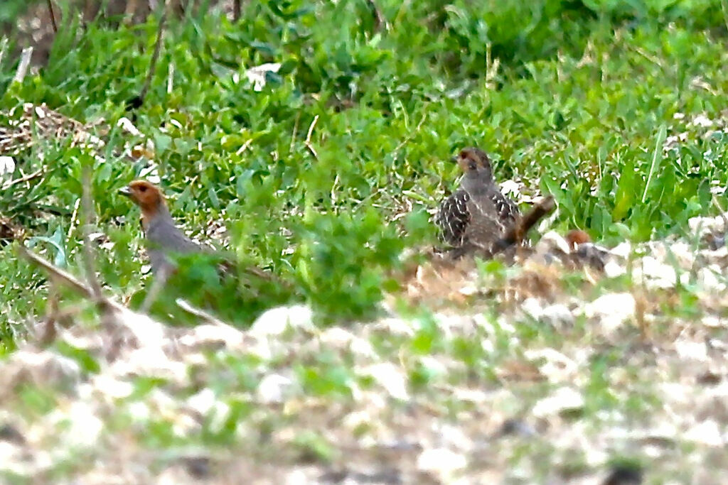 Grey Partridge