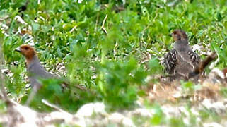 Grey Partridge