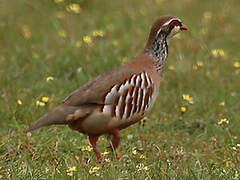 Red-legged Partridge