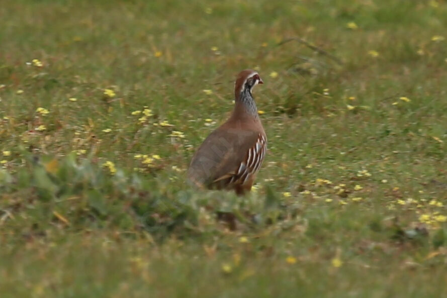 Red-legged Partridge