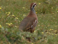 Red-legged Partridge