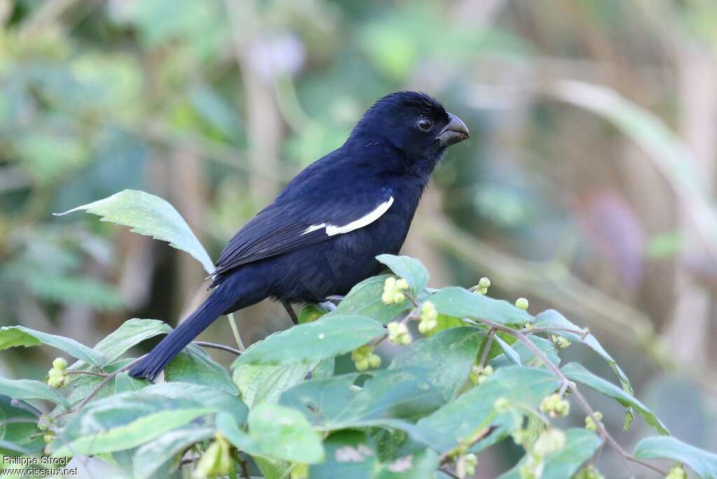 Pèrenoir négrito adulte, identification