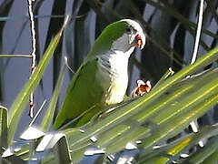 Monk Parakeet