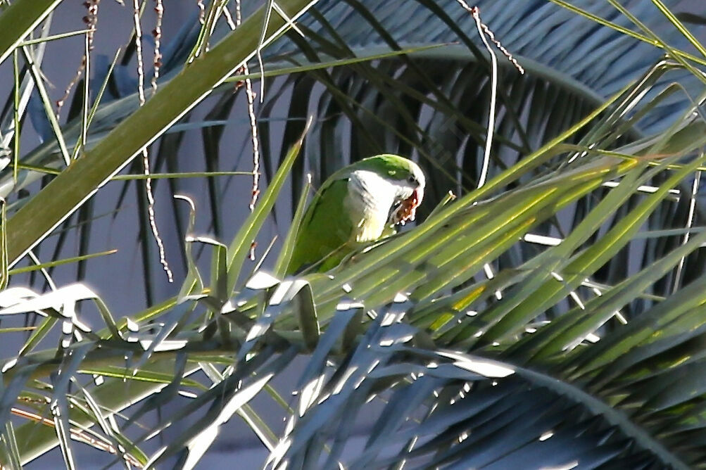 Monk Parakeet