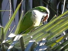 Monk Parakeet