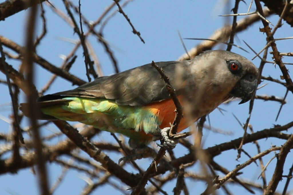 Red-bellied Parrot