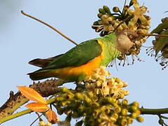 Senegal Parrot