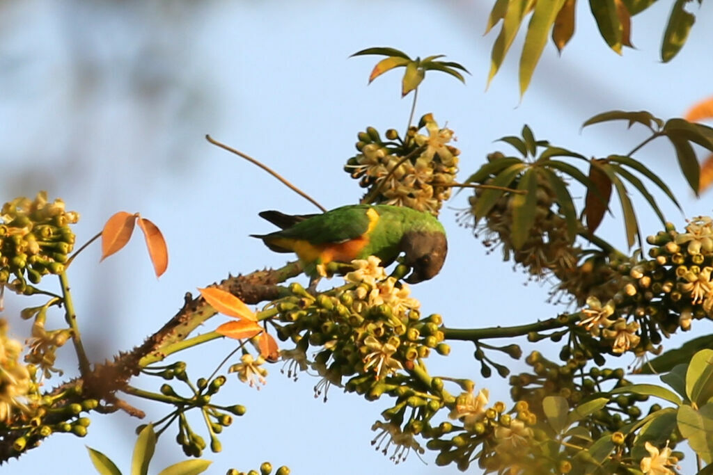 Senegal Parrot